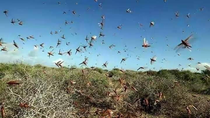 FAO warns high state of vigilance against Desert Locust breading in Ethiopia