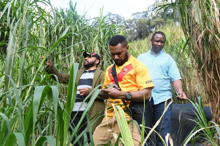 PHOTO shows students from Rwanda and Papua New Guinea check the growth of Juncao at Fujian Agriculture and Forestry University in Fuzhou, southeast China's Fujian Province, March 28, 2024 — Xinhua